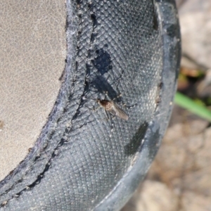 Aedes sp. (genus) at Wodonga, VIC - 5 Sep 2021 10:09 AM