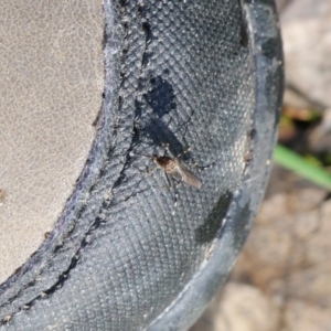 Aedes sp. (genus) at Wodonga, VIC - 5 Sep 2021