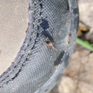 Aedes sp. (genus) at Wodonga, VIC - 5 Sep 2021 10:09 AM