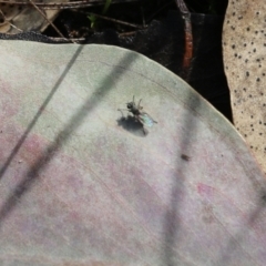 Unverified True fly (Diptera) at Wodonga, VIC - 5 Sep 2021 by KylieWaldon