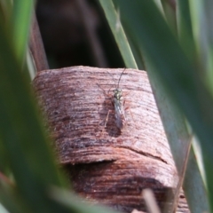 Unidentified Wasp (Hymenoptera, Apocrita) at Wodonga, VIC - 5 Sep 2021 by Kyliegw