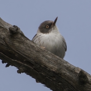 Daphoenositta chrysoptera at Majura, ACT - 31 Aug 2021