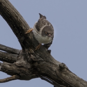 Daphoenositta chrysoptera at Majura, ACT - 31 Aug 2021 02:16 PM