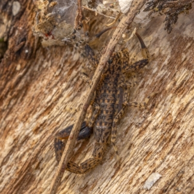 Lychas marmoreus (Little Marbled Scorpion) at Mount Ainslie - 31 Aug 2021 by trevsci