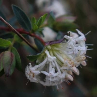 Pimelea linifolia subsp. linifolia (Queen of the Bush, Slender Rice-flower) at Downer, ACT - 5 Sep 2021 by Sarah2019