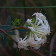 Pimelea linifolia subsp. linifolia at Downer, ACT - 5 Sep 2021