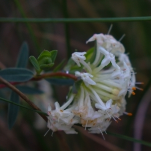 Pimelea linifolia subsp. linifolia at Downer, ACT - 5 Sep 2021 11:35 AM