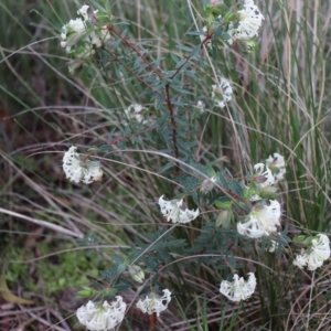 Pimelea linifolia subsp. linifolia at Downer, ACT - 5 Sep 2021