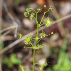 Drosera peltata (Shield Sundew) at Jack Perry Reserve - 5 Sep 2021 by Kyliegw
