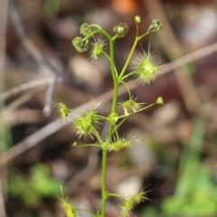 Drosera peltata (Shield Sundew) at Wodonga, VIC - 5 Sep 2021 by KylieWaldon