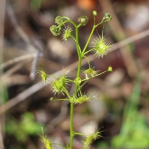 Drosera peltata at Wodonga, VIC - 5 Sep 2021