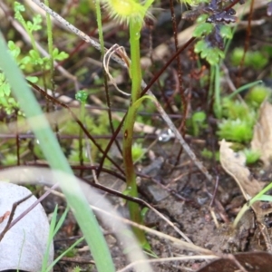 Drosera peltata at Wodonga, VIC - 5 Sep 2021