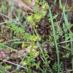 Drosera peltata at Wodonga, VIC - 5 Sep 2021