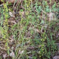 Drosera peltata at Wodonga, VIC - 5 Sep 2021