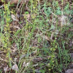 Drosera peltata at Wodonga, VIC - 5 Sep 2021 10:07 AM