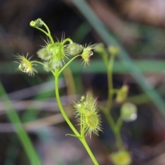 Drosera peltata at Wodonga, VIC - 5 Sep 2021