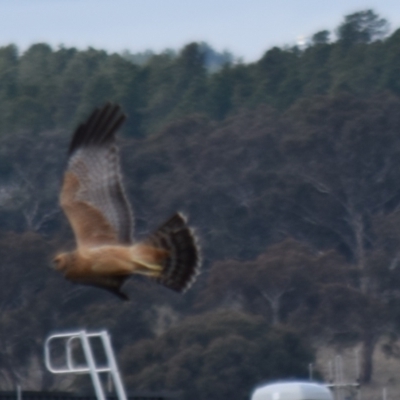Circus assimilis (Spotted Harrier) at Majura, ACT - 28 Aug 2021 by millsse