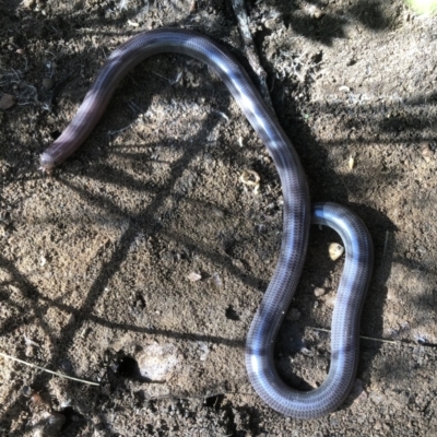 Anilios proximus (Woodland Blind Snake) at Albury - 5 Sep 2021 by DamianMichael