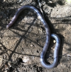 Anilios proximus (Woodland Blind Snake) at Nail Can Hill - 5 Sep 2021 by DamianMichael