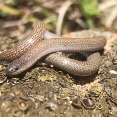 Aprasia parapulchella (Pink-tailed Worm-lizard) at Albury - 5 Sep 2021 by DamianMichael