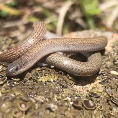 Aprasia parapulchella (Pink-tailed Worm-lizard) at West Albury, NSW - 5 Sep 2021 by DamianMichael
