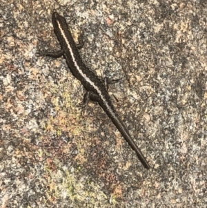 Cryptoblepharus pannosus at West Albury, NSW - 5 Sep 2021