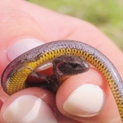 Hemiergis talbingoensis (Three-toed Skink) at Albury - 5 Sep 2021 by DamianMichael