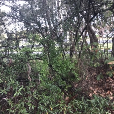 Asparagus asparagoides (Bridal Creeper, Florist's Smilax) at Garran, ACT - 5 Sep 2021 by Tapirlord