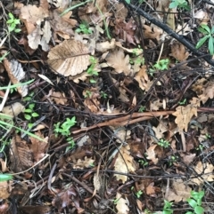 Asparagus asparagoides at Garran, ACT - 5 Sep 2021