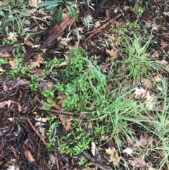 Asparagus asparagoides at Garran, ACT - 5 Sep 2021