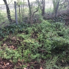 Asparagus asparagoides at Garran, ACT - 5 Sep 2021