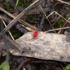 Trombidiidae (family) at Downer, ACT - 5 Sep 2021 11:01 AM