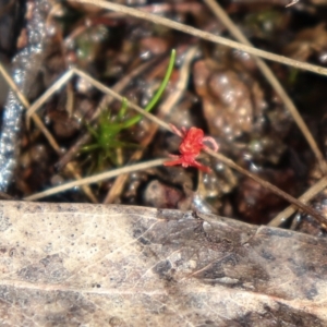 Trombidiidae (family) at Downer, ACT - 5 Sep 2021 11:01 AM