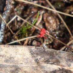 Trombidiidae (family) at Downer, ACT - 5 Sep 2021