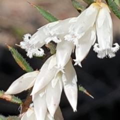 Leucopogon fletcheri subsp. brevisepalus (Twin Flower Beard-Heath) at Cook, ACT - 31 Aug 2021 by drakes