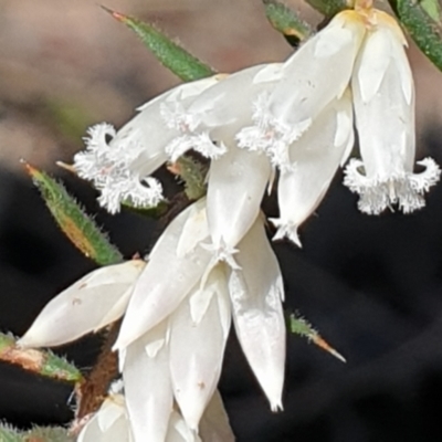 Leucopogon fletcheri subsp. brevisepalus (Twin Flower Beard-Heath) at Cook, ACT - 31 Aug 2021 by drakes