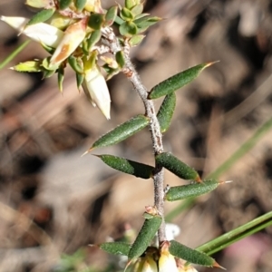 Leucopogon fletcheri subsp. brevisepalus at Cook, ACT - 31 Aug 2021