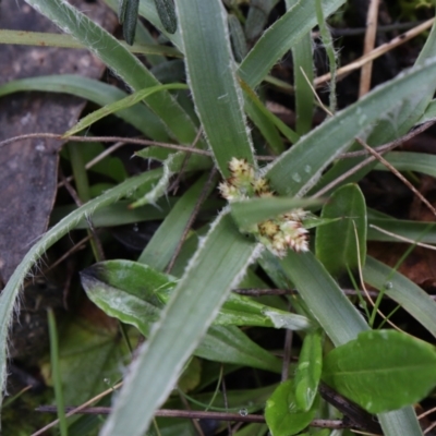 Luzula densiflora (Dense Wood-rush) at Mount Majura - 5 Sep 2021 by Sarah2019