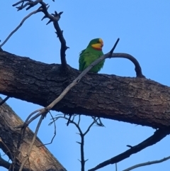 Polytelis swainsonii (Superb Parrot) at Fadden, ACT - 31 Aug 2021 by Tracow