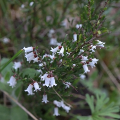 Cryptandra amara (Bitter Cryptandra) at Downer, ACT - 5 Sep 2021 by Sarah2019