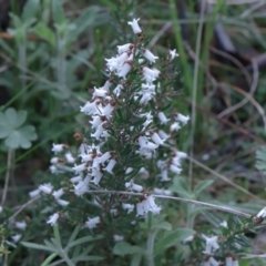 Cryptandra amara at Downer, ACT - 5 Sep 2021