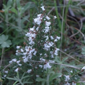 Cryptandra amara at Downer, ACT - 5 Sep 2021