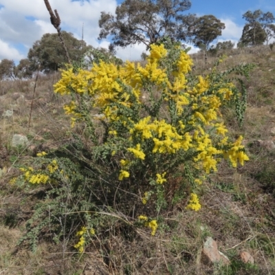 Acacia vestita (Hairy Wattle) at Theodore, ACT - 3 Sep 2021 by Owen