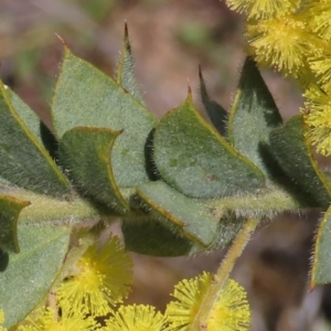 Acacia vestita at Theodore, ACT - 3 Sep 2021 02:03 PM