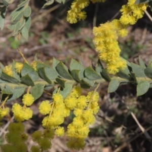 Acacia vestita at Theodore, ACT - 3 Sep 2021 02:03 PM