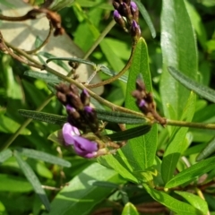 Glycine clandestina (Twining Glycine) at Cook, ACT - 1 Sep 2021 by drakes