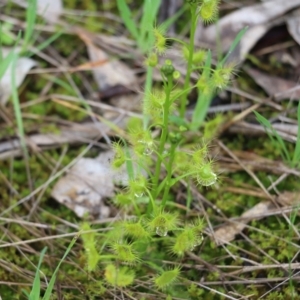 Drosera auriculata at Wodonga, VIC - 5 Sep 2021 10:43 AM