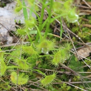 Drosera auriculata at Wodonga, VIC - 5 Sep 2021