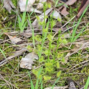 Drosera auriculata at Wodonga, VIC - 5 Sep 2021 10:43 AM