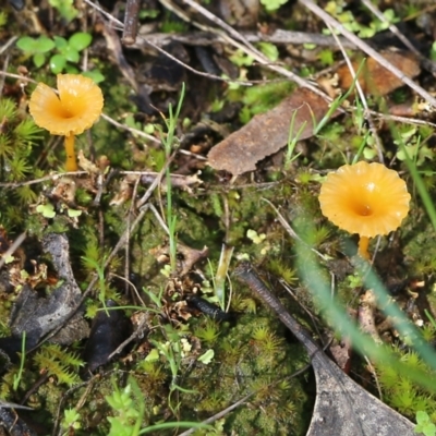 Lichenomphalia chromacea (Yellow Navel) at Wodonga, VIC - 5 Sep 2021 by Kyliegw